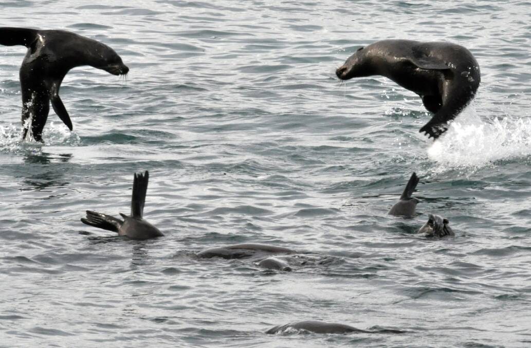 Joining the dance: The shift in fur seals' antics close to the beach at Bridgewater Bay might be linked to the growth in their numbers. 
