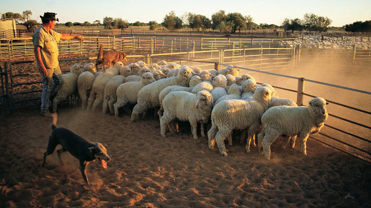 Huge sale: Nareen Station near Coleraine this week sold 10,000 sheep to a buoyant market this week in one of the biggest sales this year from a single vendor handled by online operator AuctionsPlus. 