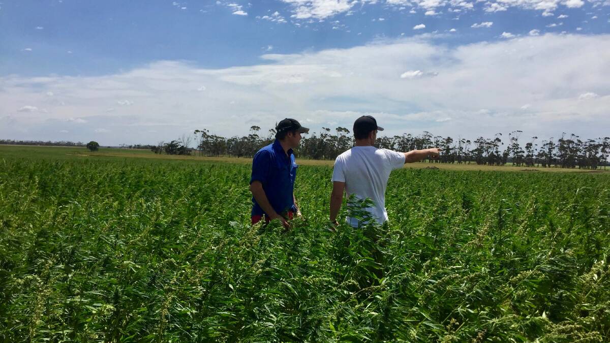 Harvest off to a high: Australian Primary Hemp director James Hood, right, talks with a Western District hemp seed grower. The low THC-hemp has no drug effects. 