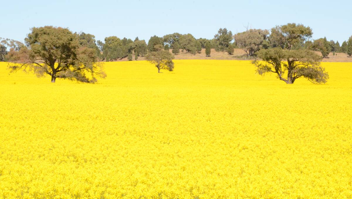 Lucky: Canola crops in the south-west are expected to suffer much damage from the recent heatwave.
