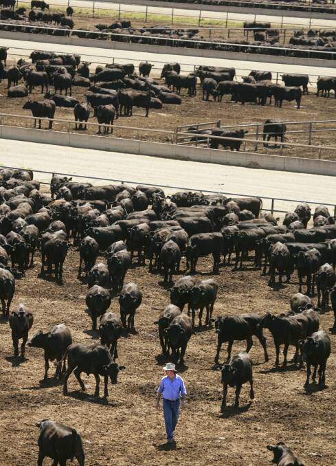 Boost: Western Victorian cattle producers are expected to benefit from Australia's deal with China on live cattle exports.