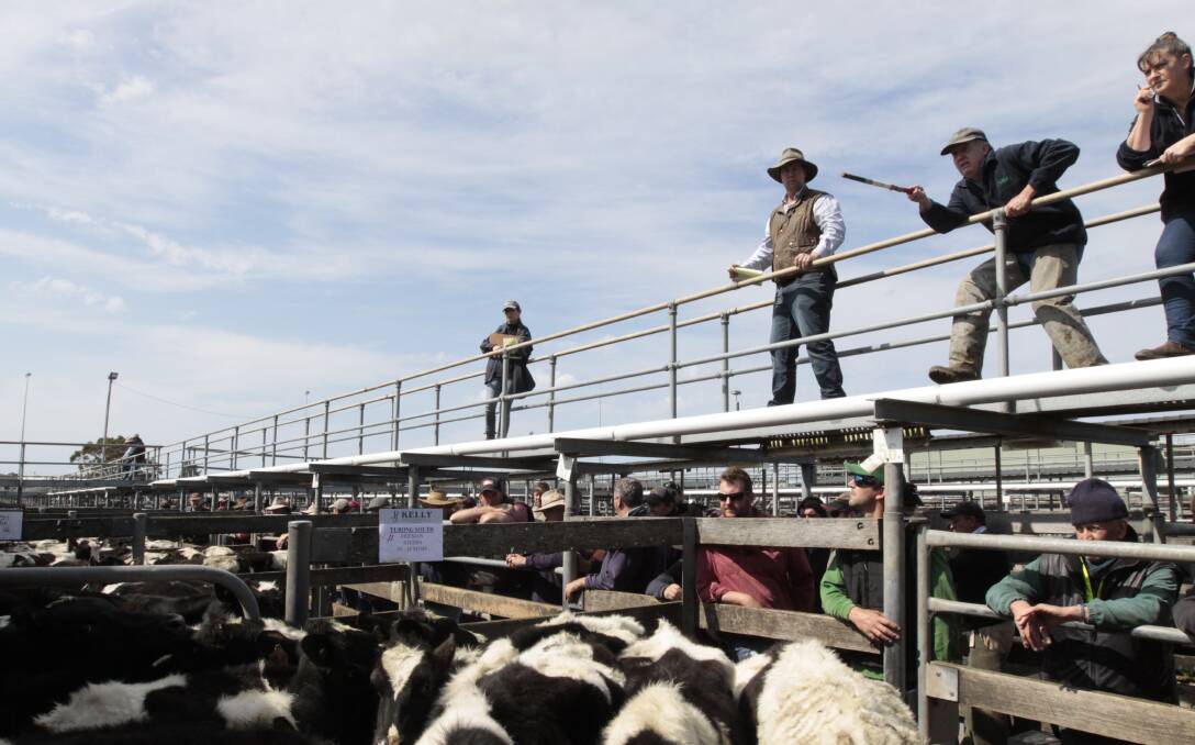 Battle: South-west saleyards are competing for cattle numbers.