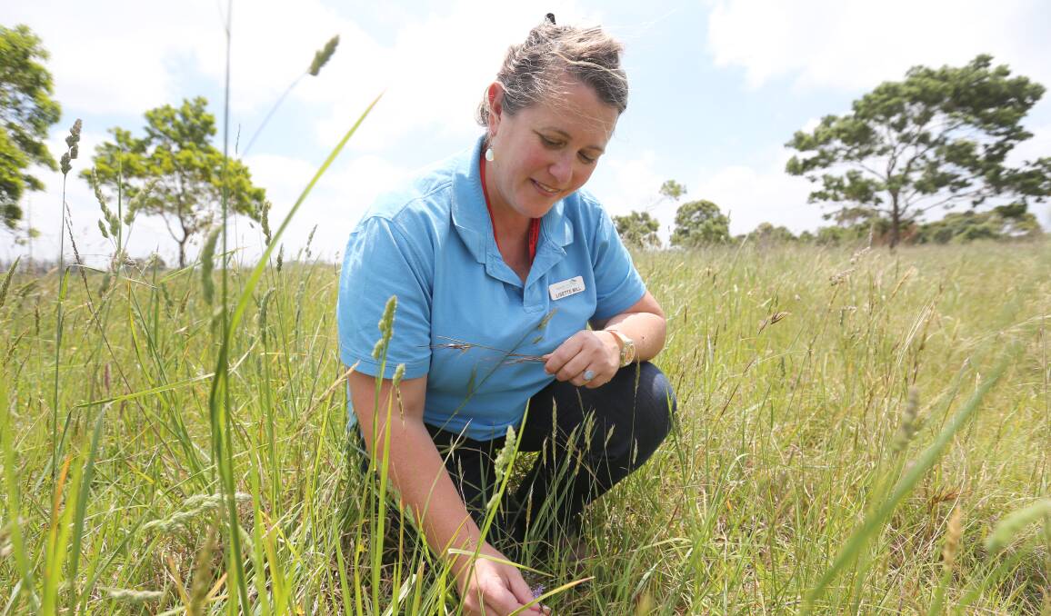 Protecting: Basalt to Bay Landcare Network co-ordinator Lisette Mill admires a tiny native lily growing among kangaroo grass on the Green Line north of Koroit.
