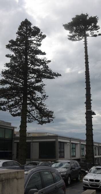 Coming down: The two Norfolk Island pines next to Warrnambool police station that are to be removed.