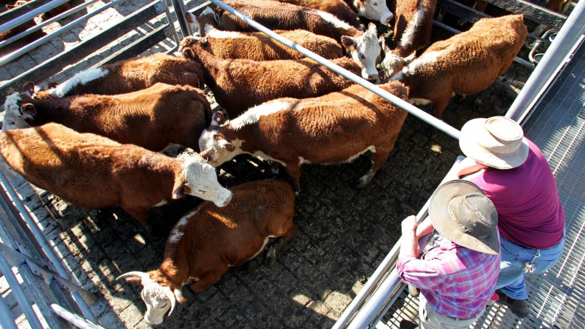 Strong: Prices were strong at the August store cattle market at Warrnambool even with an increased yarding.