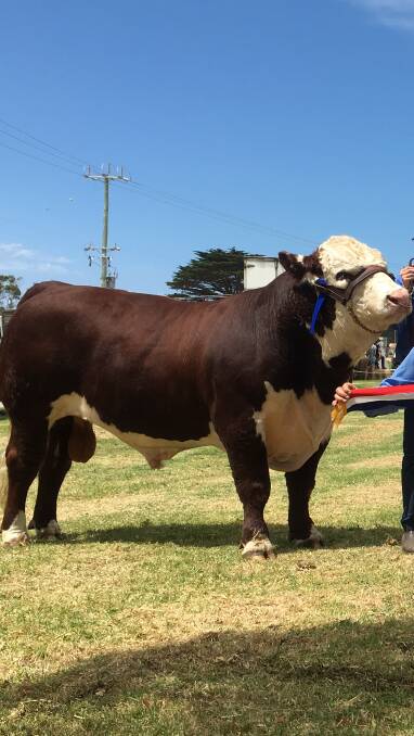 Sold: Jaclinton Leveraction L14 that was sold by the Jaclinton stud for $10,000 at the Herefords Australia national show.