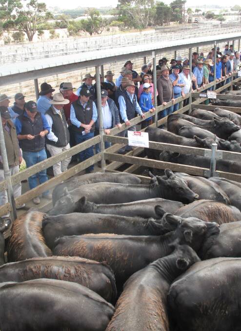 Cattle prices to keep rising.