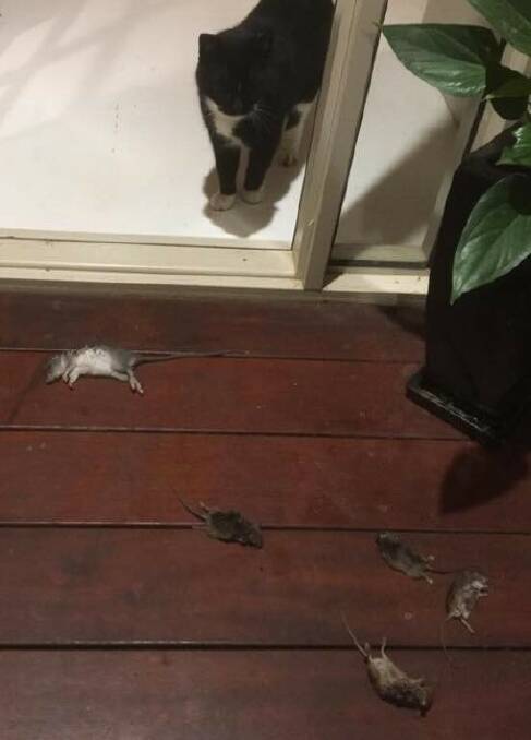 Lynn Goldstraw's cat Harley shows off its haul of five mice caught in one night in Warrnambool.