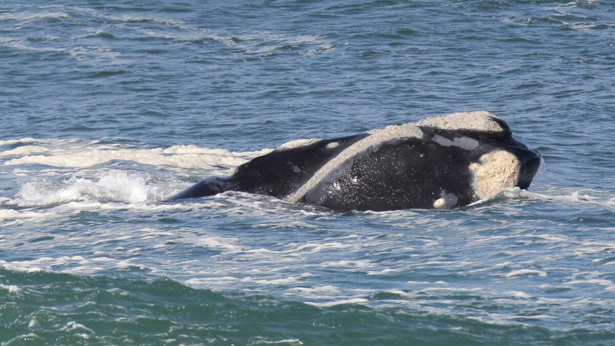 Whale sighted off Warrnambool