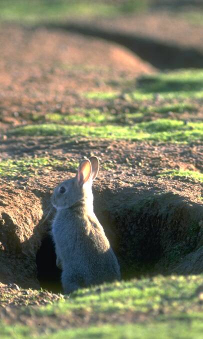 Biocontrol: A new biocontrol program aims to eradicate up to 40 per cent of wild rabbits in the south-west next year. 