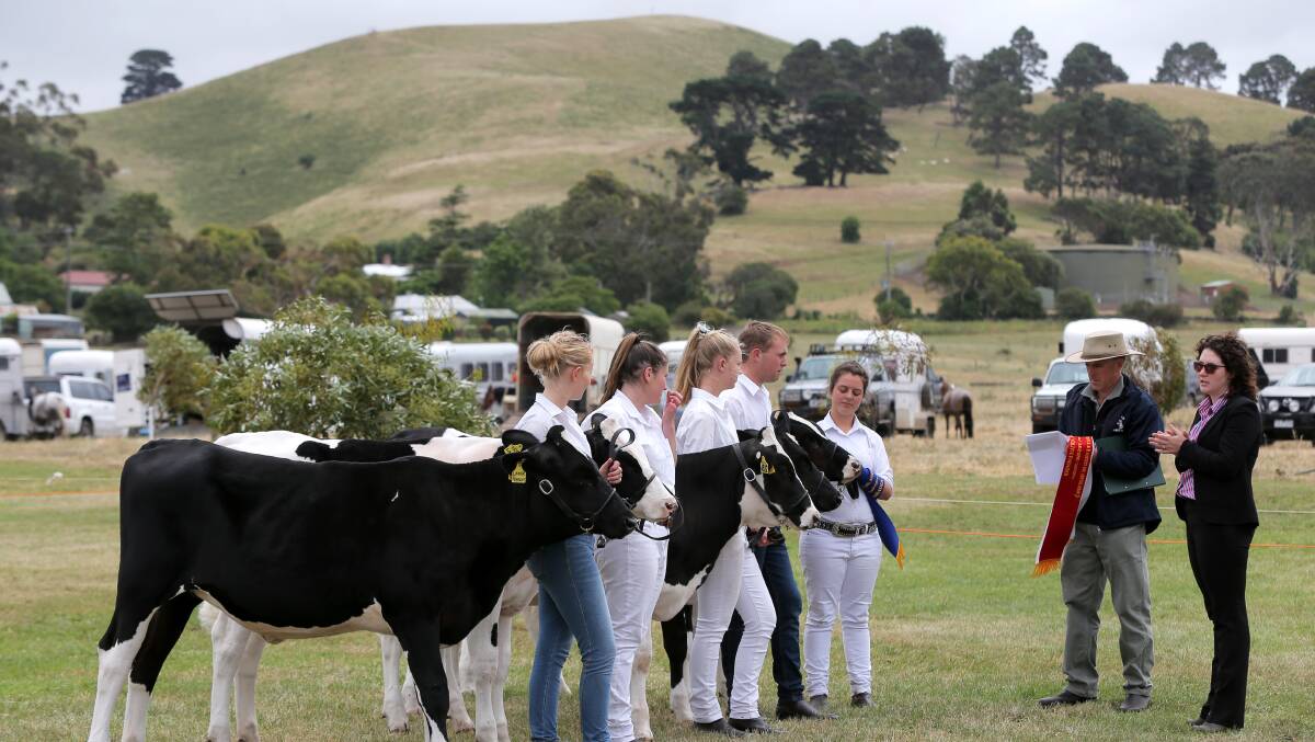 Competing: The Noorat show continues to enjoy strong interest in its livestock competitions. Picture: Rob Gunstone