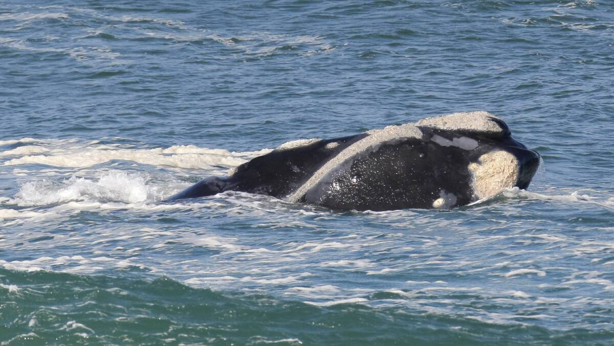 Hopes are rising that a whale cow and calf might take up residency off Warrnambool after a pair was sighted on Saturday and Monday. 