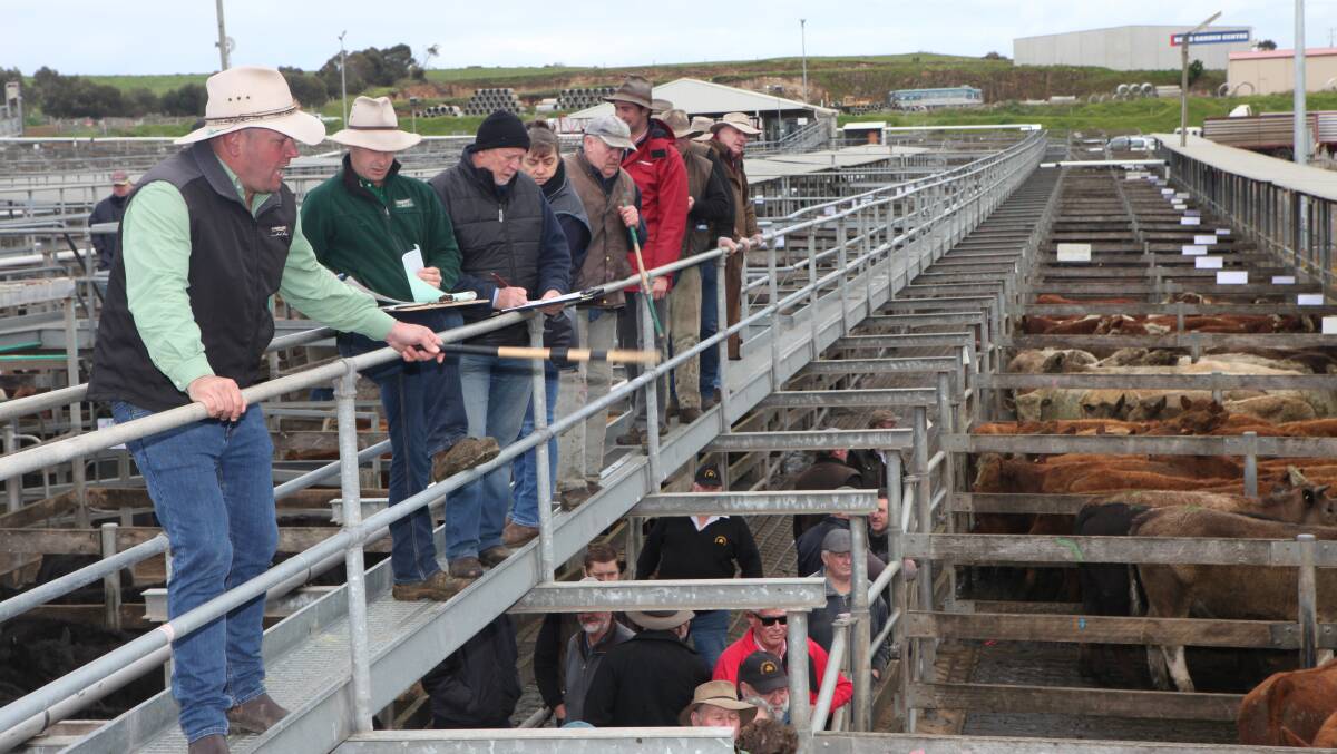 Kieran Johnstone from Landmark Warrnambool stirs up the high prices at Friday's Warrnambool store cattle sale. 