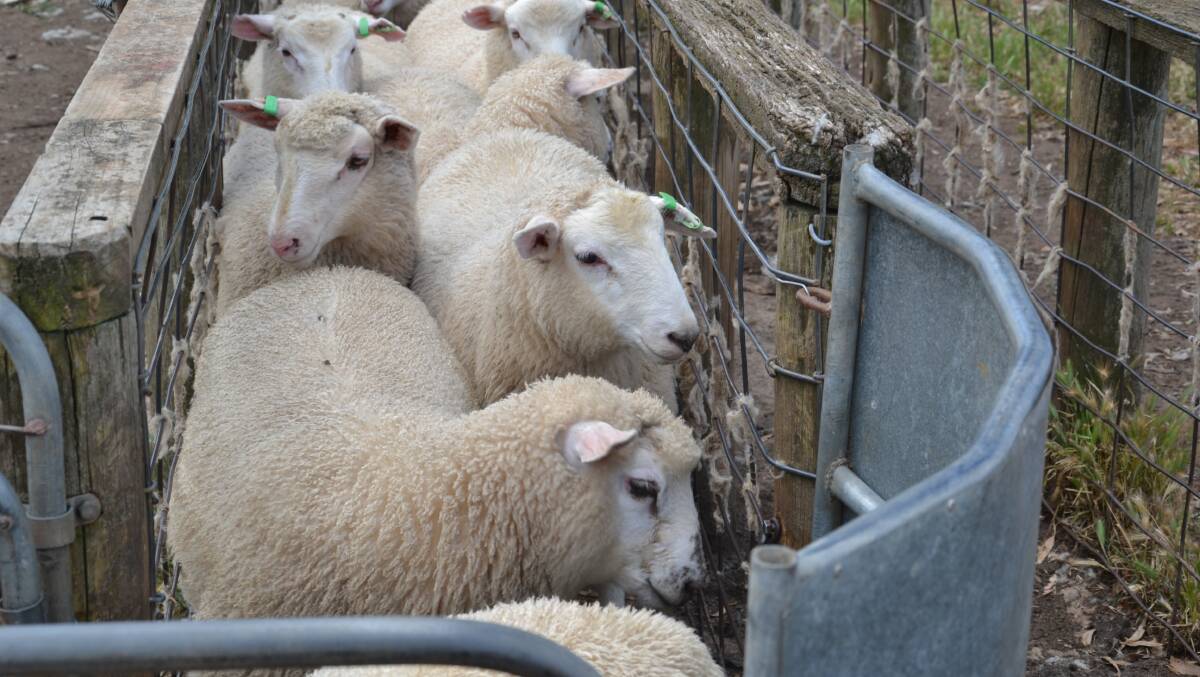 Electronic ID: All sheep and goats born in Victoria since January 1, this year, have to be electronically identified.
