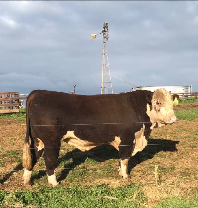 Bought: Mawarra Oklahoma L064 which was bought for $16,000 by Illowa Poll Hereford stud Jaclinton last week at the Herefords Australia national show and sale at Wodonga.  