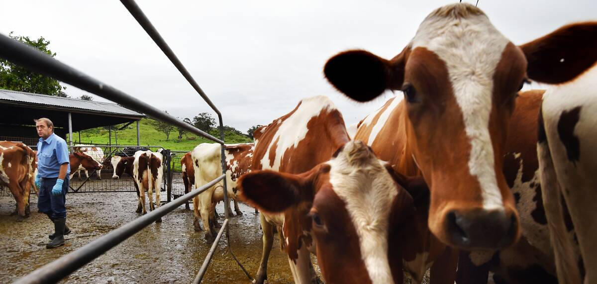 Hopes fading: Declining global dairy commodity prices are diminishing the hopes of any step up in milk prices this season. Picture: Kate Geraghty