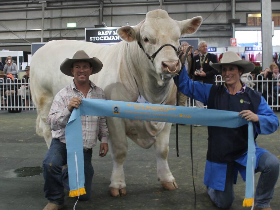 Senior bull: Glen Waldron and Kim Groner, Elite Cattle Co, made the 20-hour drive from Meandarra, Queensland, to take part in the feature Charolais show.