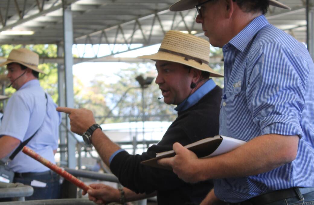 Jamie McConachy, Charles Stewart auctioneer, calls a pen at Colac's feature female sale.