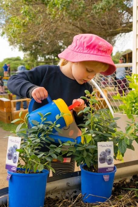 WHAT WILL YOUR GARDEN GROW: Sophia Furphy, 4, tends to the kitchen garden at South Warrnambool Kindergarten. 