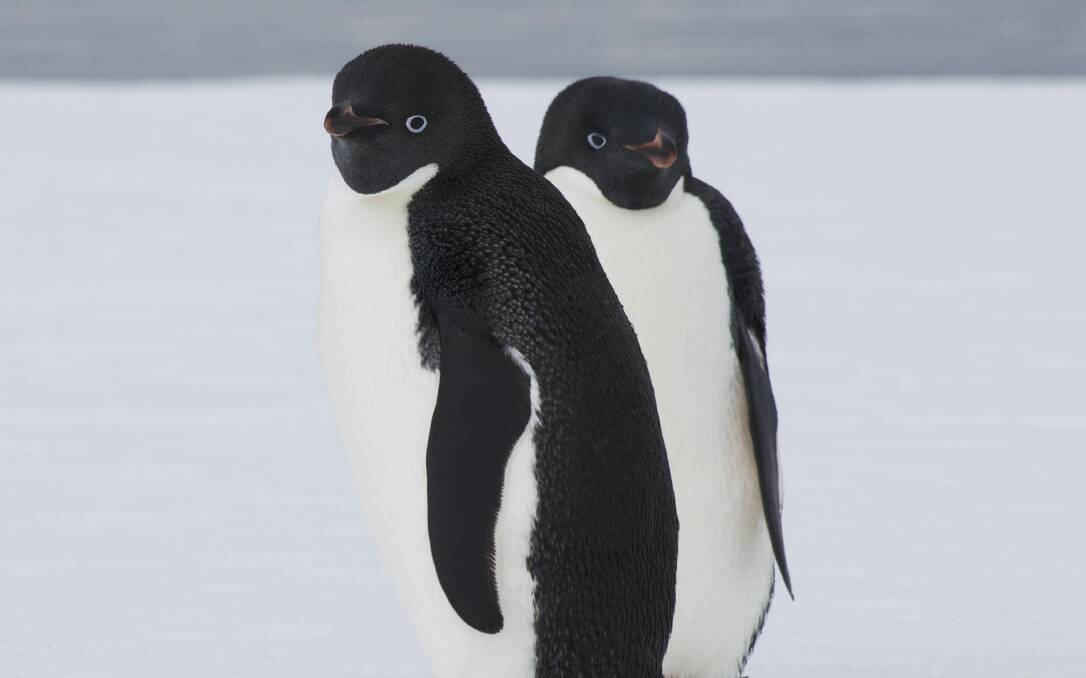 UNIQUE: Two Adelie penguins at Casey Research Station. Picture: Kristin Raw/Australian Antarctic Division