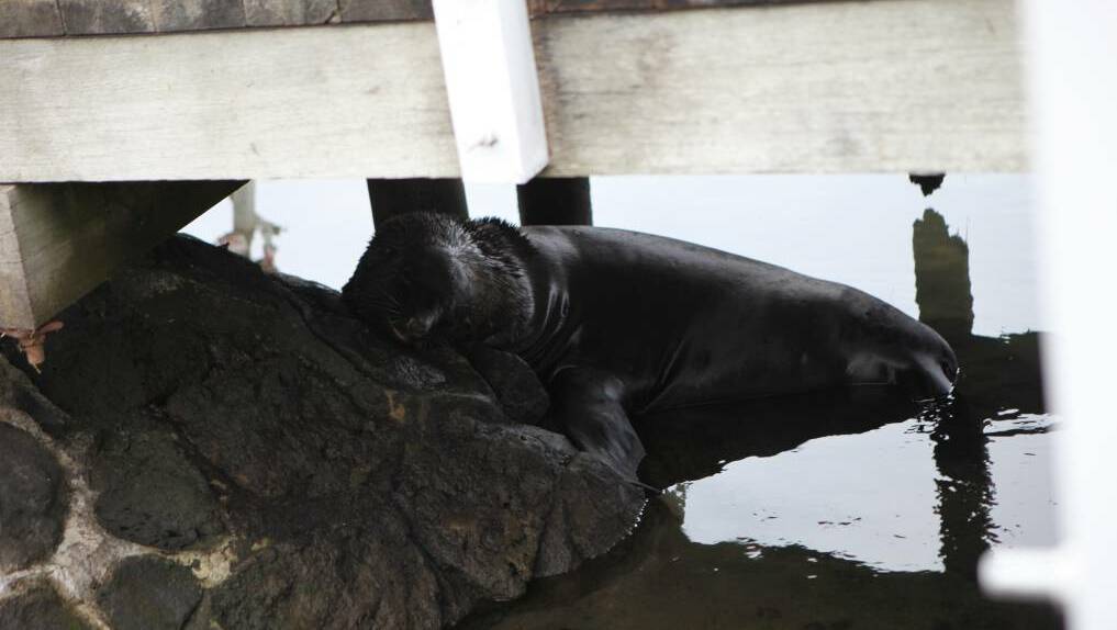 The seal has reportedly taken fish from anglers.