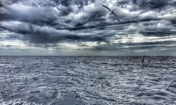 This Instgram photo was taken in Port Fairy on Sunday and was captioned @mels33: Port Fairy #pelagic Albatross and stormy skies. #portfairy #birdwarmfuzzies #birds #filteredscapes