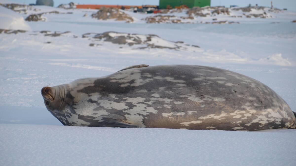 WILDLIFE: A Weddell Seal on sea ice with the station in the background. Picture: Dan Laban/Australian Antarctic Division