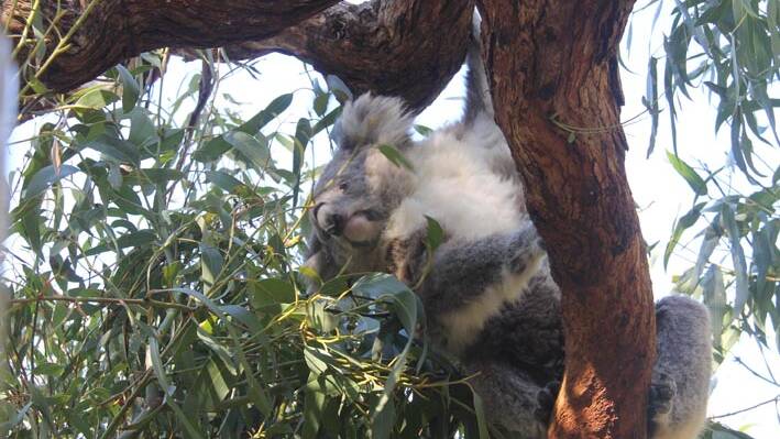 Koala Conservation Centre … If you’re lucky one or two of these marvelous marsupials will actually perform.