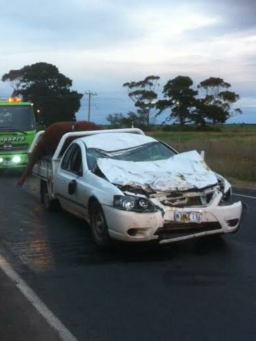 CRUNCH: A beef cow finishes on the tray of a Ford ute after an accident north of Camperdown early Thursday morning.