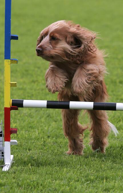 AIR BUD: Cheryl McKean's three-year-old Cocker Spaniel, Annie, easily clears the last hurdle of the obedience trials course at Harris Street Reserve. Picture: Rob Gunstone