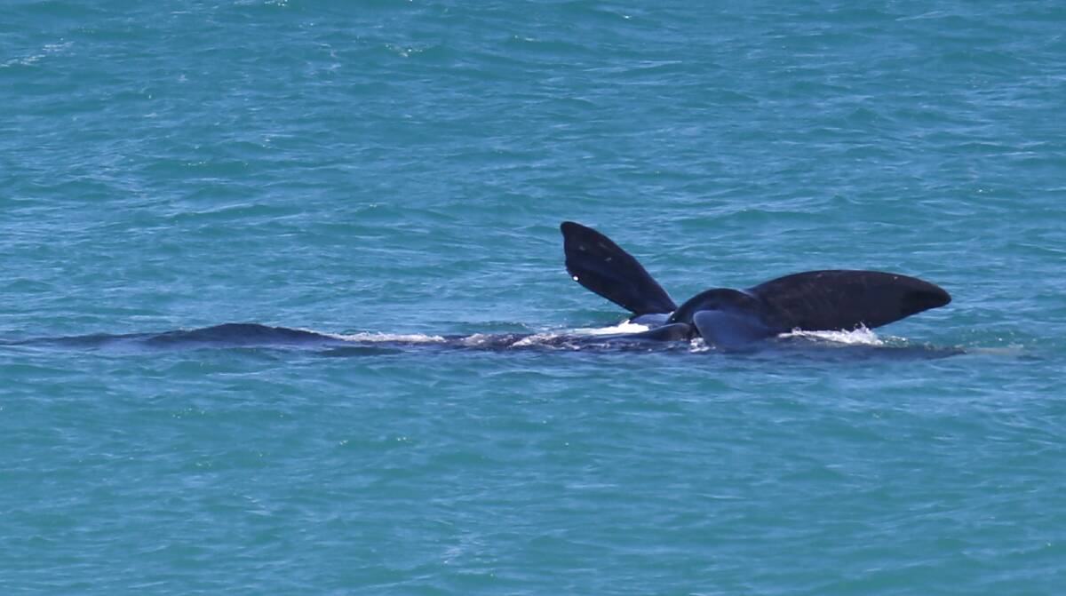MUM AND BUB: A southern right whale and calf delighted onlookers off Logans Beach as late as September last year. Picture: Aaron Sawall