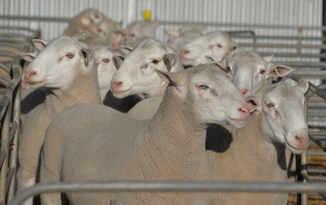 OUTSTANDING: A sample of the rams on offer this year at the Detpa Grove sale in October, demonstrating exceptional quality, performance and breed type. Detpa Grove is an industry leader for both genotype and phenotype.