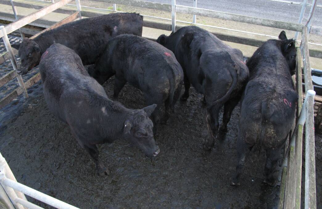 These 11 Angus steers averaging 661kg made $3.08/kg to sell for an average of $2036 for D.R. Byrne, of Naringal.