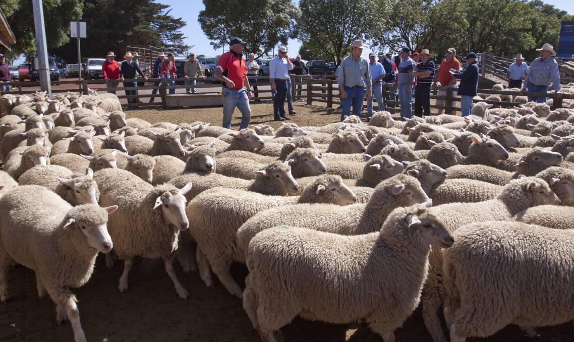 MARKET: There was more competition on lightweight and light trade 2 score lambs at Wednesday's Hamilton sheep and lamb market, at which nearly 8000 head were offered.