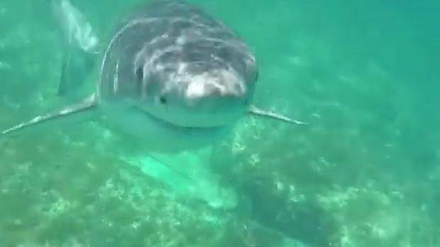 A Perth diver comes within inches of a great white shark near Esperance. Photo: 9 News Perth