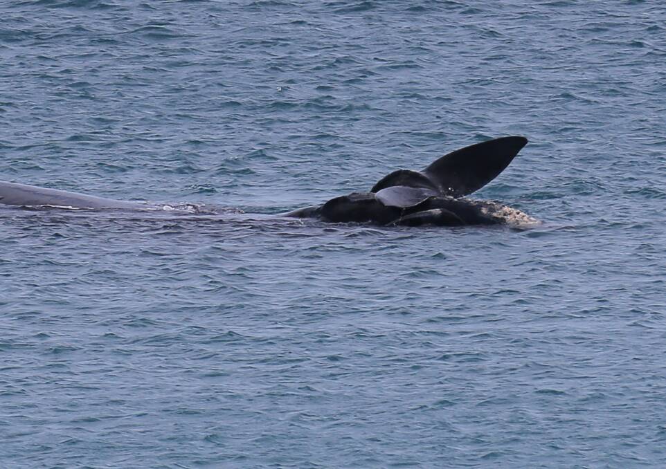 Relaxed: A southern right whale calf lays its tail over its mother's head at the Logans Beach whale sanctuary, putting on a show for the visitors.