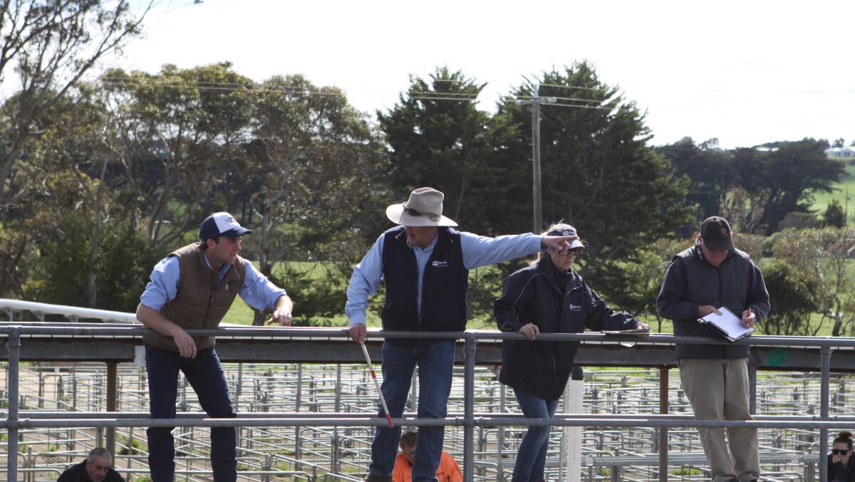 A "very nice line of cattle" at the Store Cattle Sale in Warrnambool on Friday. 
