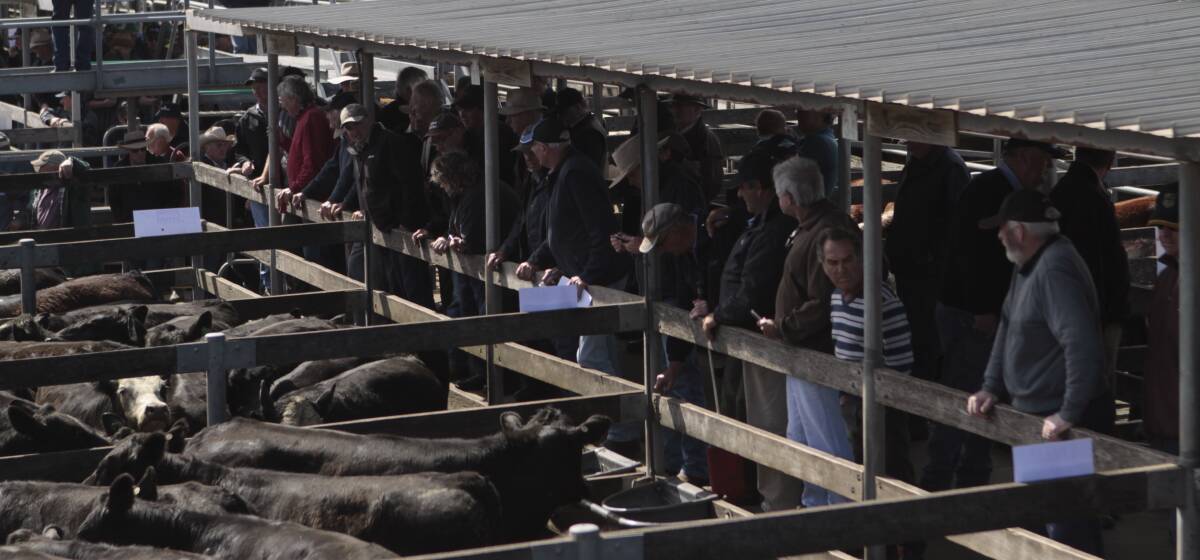 On the up: Friday’s Store Cattle Sale in Warrnambool presented a large, good quality yarding to a growing crowd of travelling and south-west buyers.  