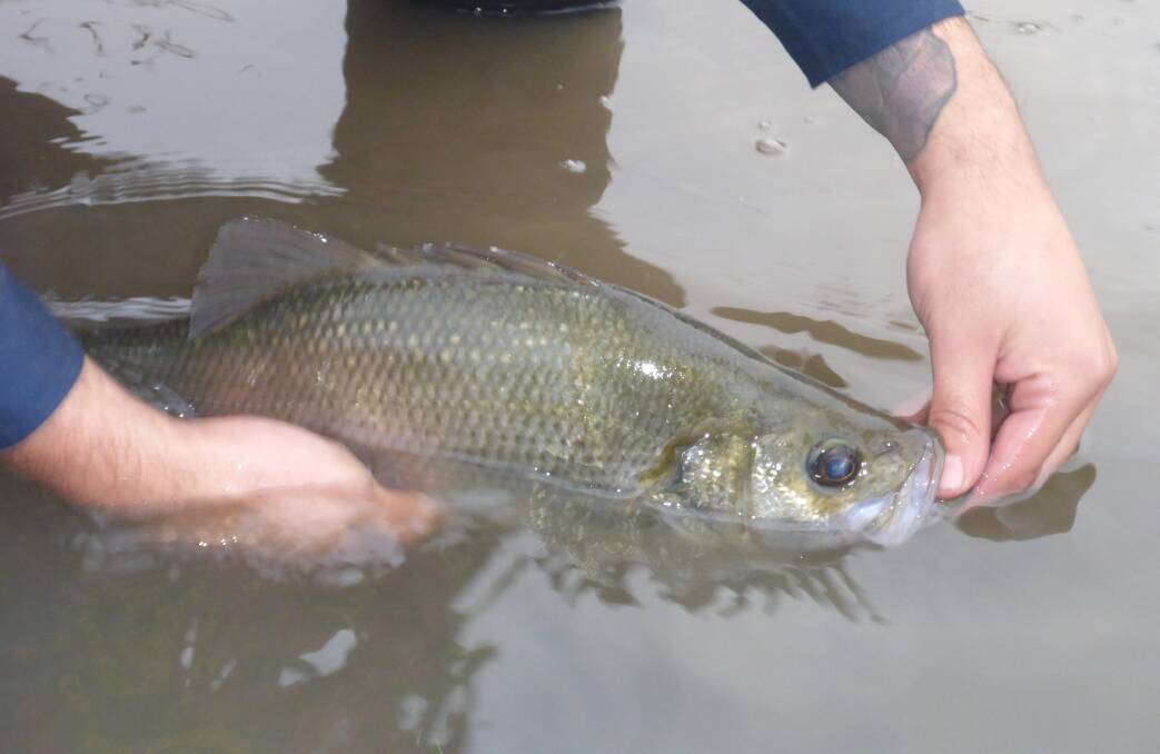Fish for days: Pictured is an Estuary Perch, one of the freshwater fish that will benefit from environmental flows in the Glenelg river.