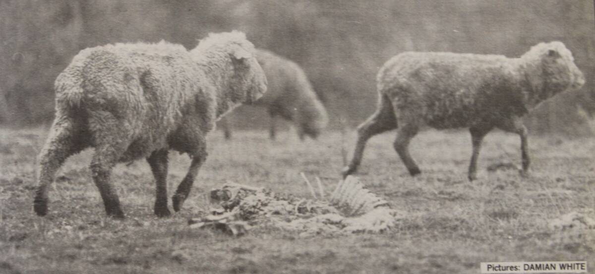 Sad: The RSPCA found 94 animals dead on a farm in Curdievale 25 years ago. 