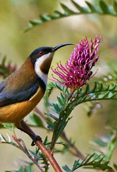 Call to help: South-west honeyeaters go hungry in winter. Picture: David Cook