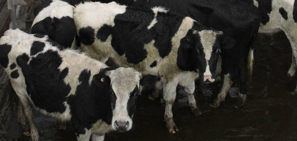 Cutting costs: Warrnambool Stock Agents Association president Anthony Mahony says the number of dairy cattle yarded has increased.