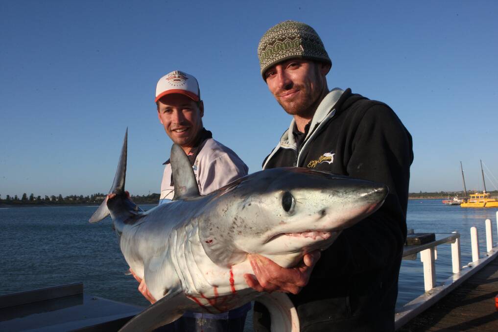 Catch of the day: Geelong anglers, Marcus Pearson, and Kevin McLoughlin present the largest catch of the day, a 56 kilograms baby Mako Shark, at the 2015 Shipwreck Coast Fishing Classic. 