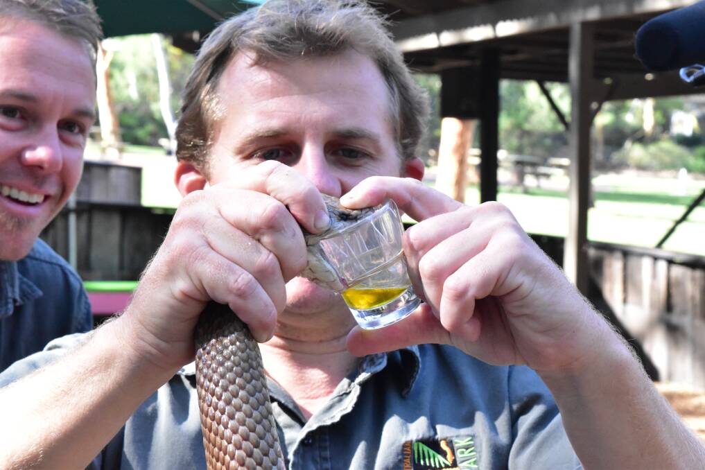  Australian Reptile Park broke its own record with 1.5 grams extracted from Chewie the King Brown snake in one milking.
