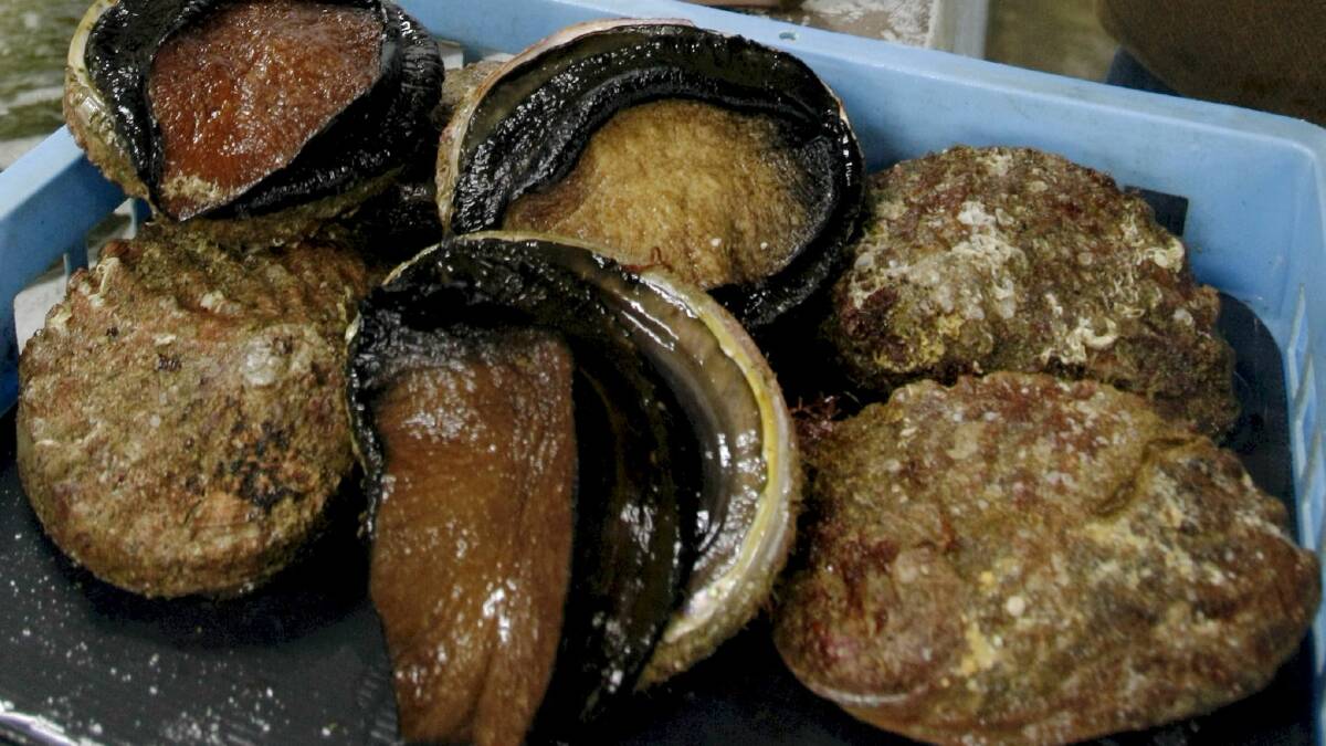 $2.57m bill for abalone virus