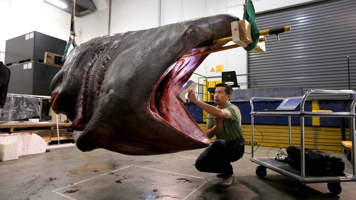 3D scanning engineer Ben Tam scans the 600-kilogram head of the male basking shark. Photo: Getty