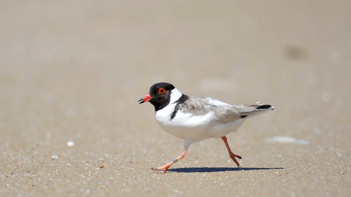 A hooded plover