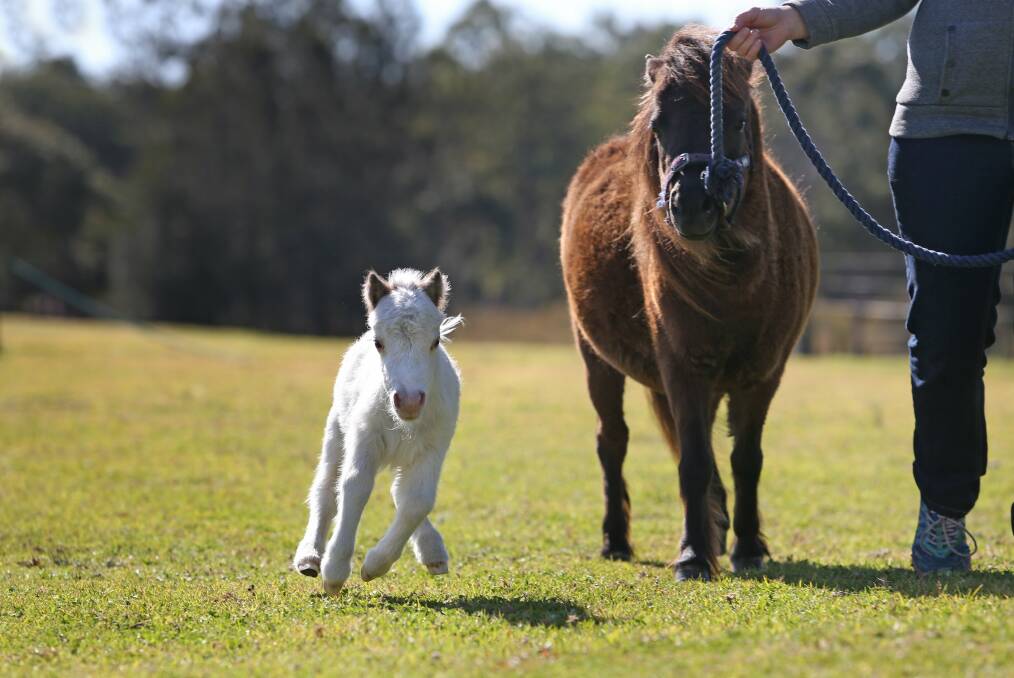 An in-foal miniature horse similar to this one had to be put down after it was struck by a car in Mortlake.