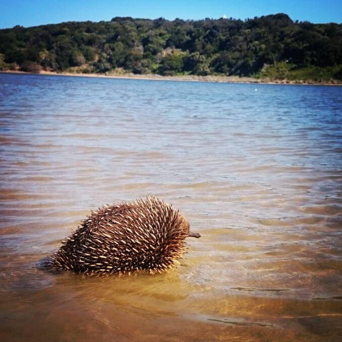The echidna wades out into the waters of the Hopkins River on Saturday. Picture: Ash Marney.