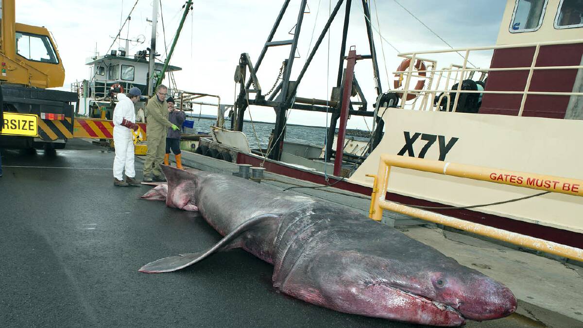 The basking shark was caught off the coast of Portland.